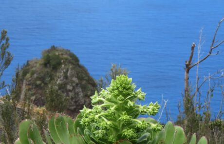 Kanarisches Rosettendickblatt