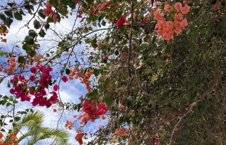 Bougainvillea und Palme