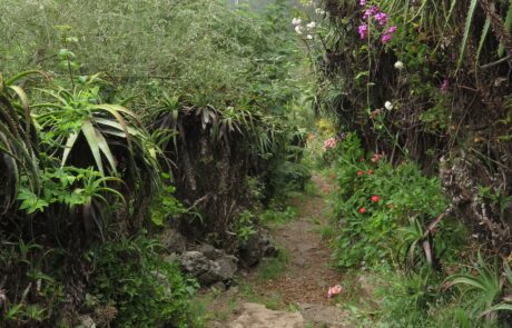 Saftiges Grün mit Nebel