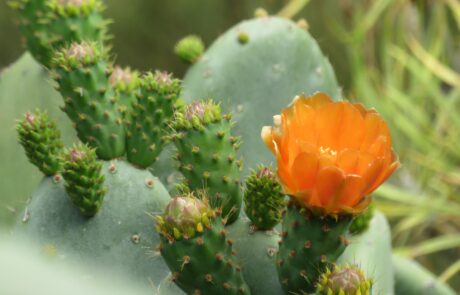 Kaktusblüte