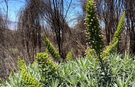 ... aber die Natur kommt zurück