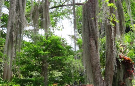 Spanisches Moos (Tillandsia usneoides)