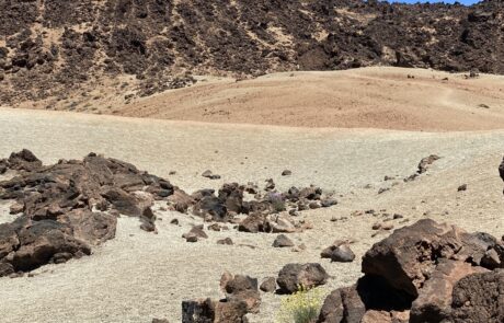 Gelb blühende Teide-Rauke
