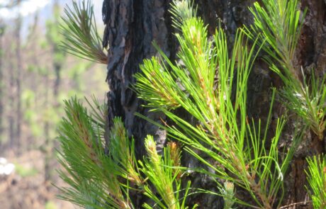 Es sprießt überall