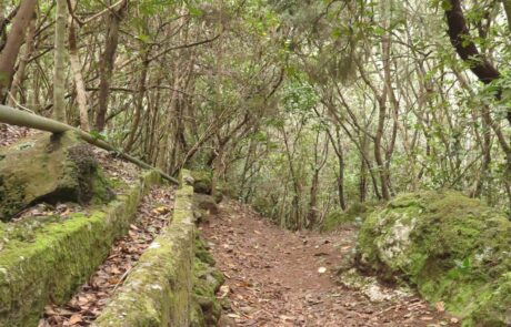 Pfad durch den Lorbeerwald