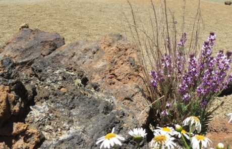 Teneriffa-Kanarenmargerite