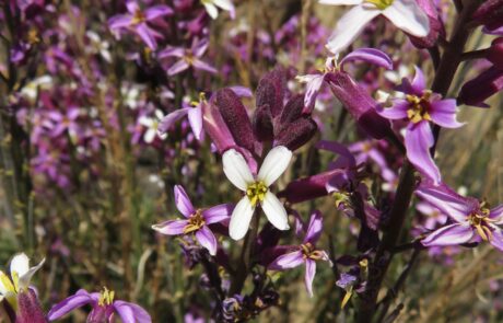 Kanarischer Schöterich