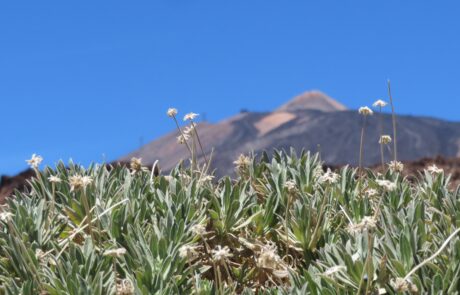 Javanesischer Edelweiß