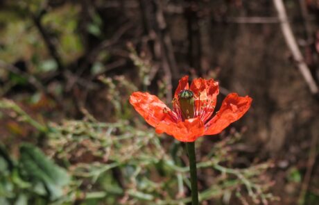 Naturpark Corona Forestal