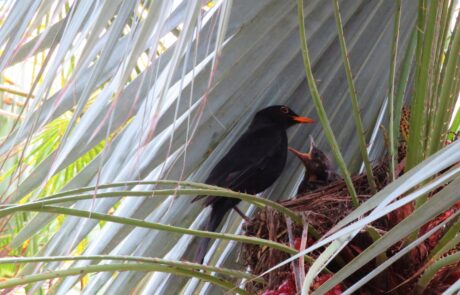 Amsel füttert ihre Jungen im Nest auf einer Palme