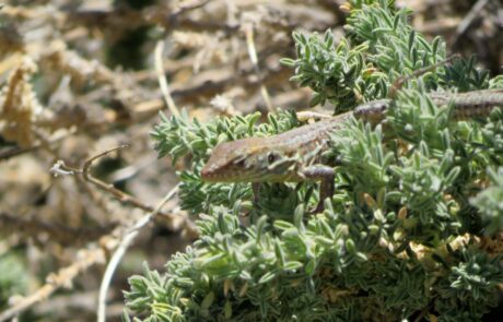 Kanareneidechse auf Grün