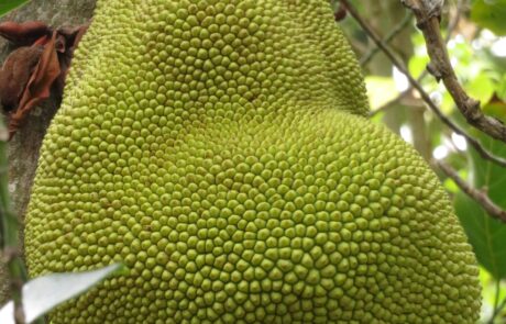 Jackfrucht