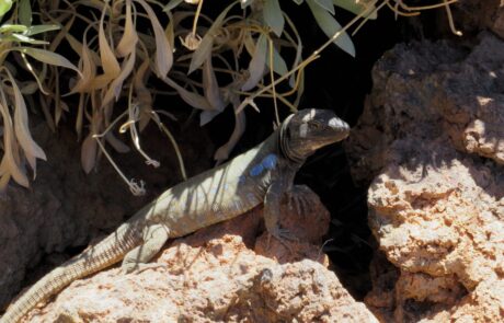 Kanareneidechse auf Felsen