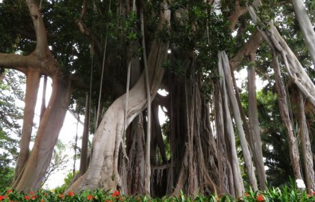 Riesige Großblättrige Feige