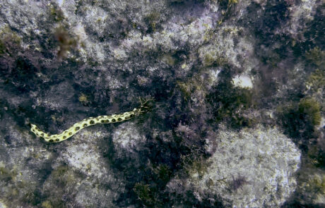 Gepunkteter Schlangenaal