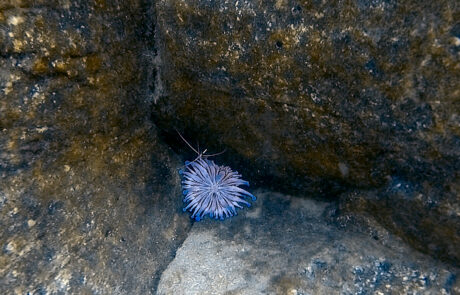 Seeanemone