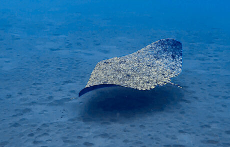 Schmetterlingsrochen