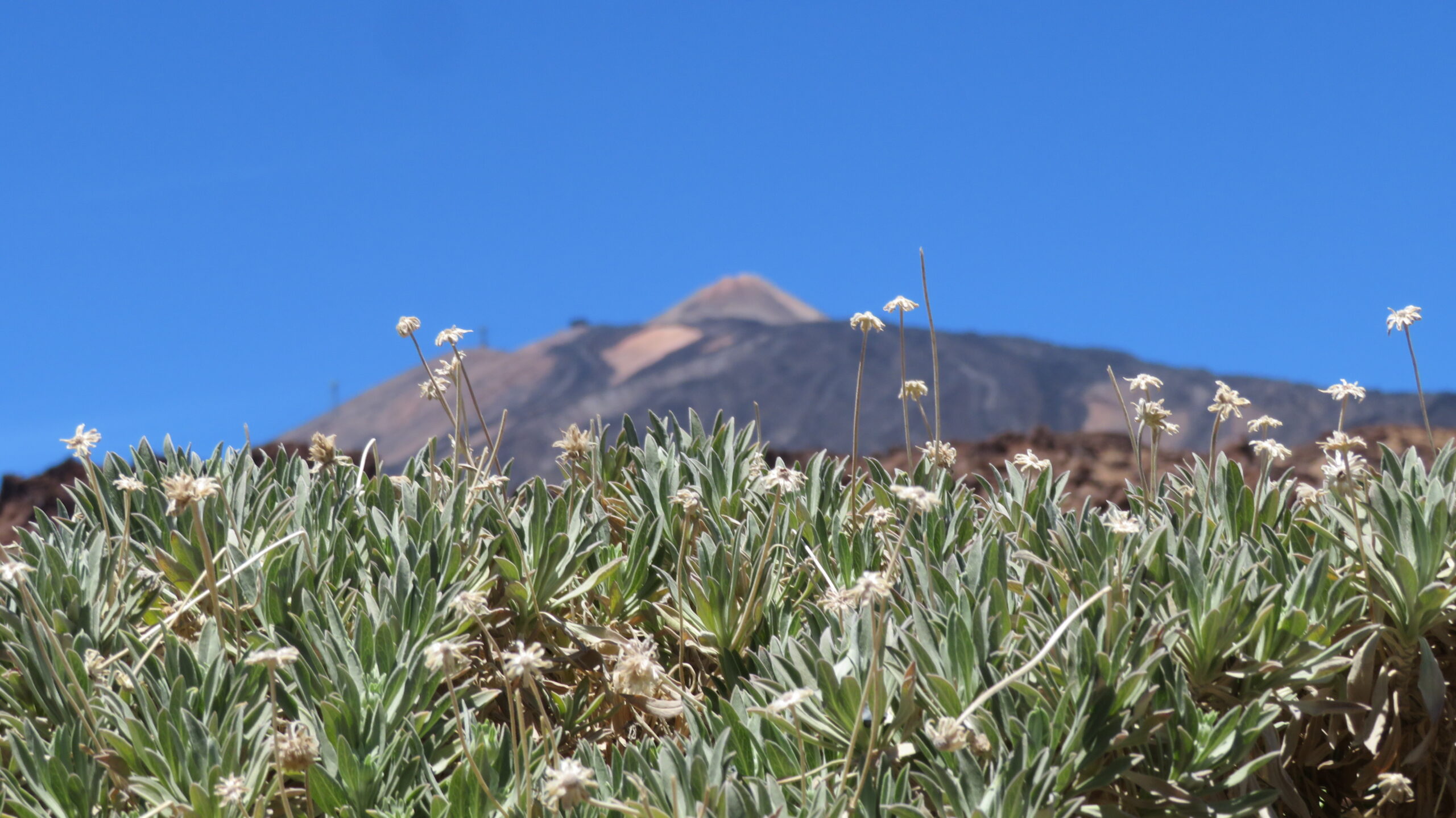 Teneriffa im Frühling