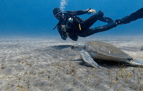 Grüne Meeresschildkröte