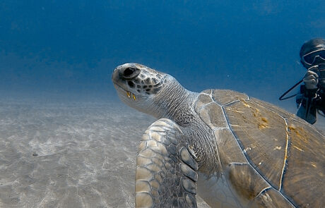 Grüne Meeresschildkröte
